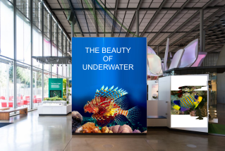 Banner of beauty of underwater